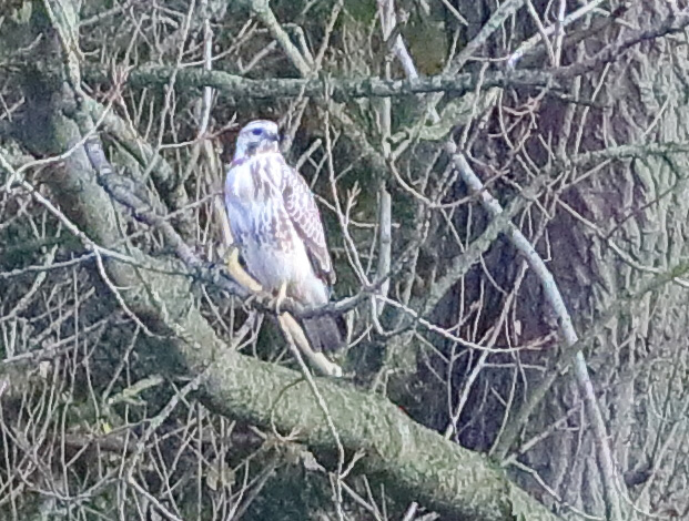 Buzzard