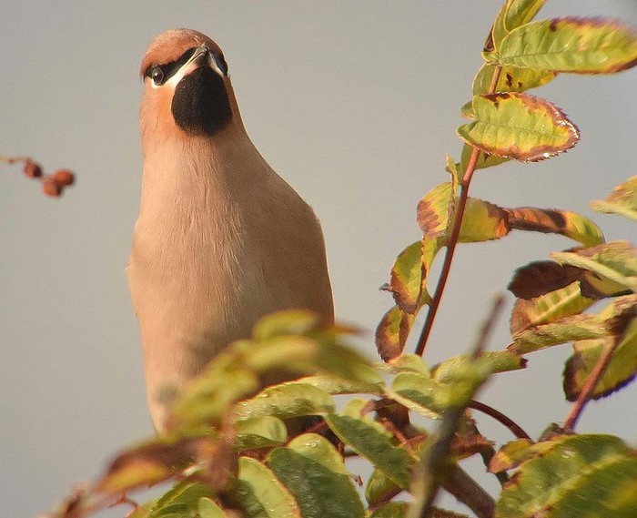 Waxwing