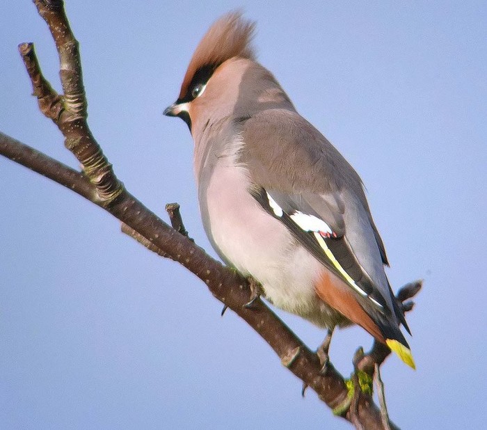 Waxwing