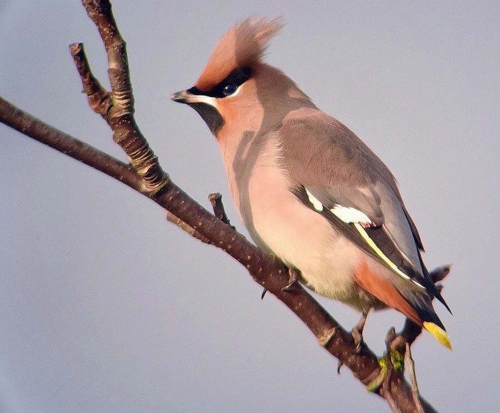 Waxwing