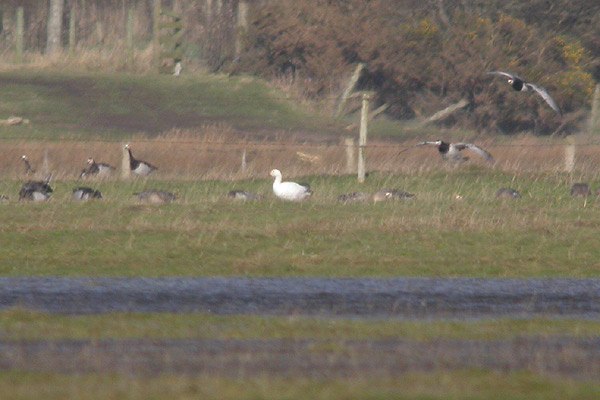 Snow Goose
