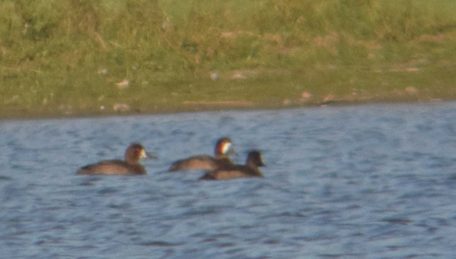 Scaup