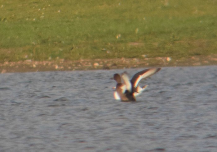 Scaup