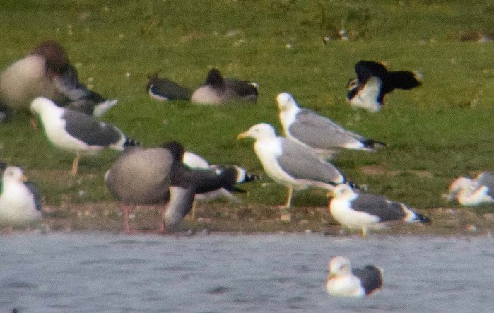 Caspian Gull