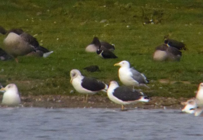 Caspian Gull