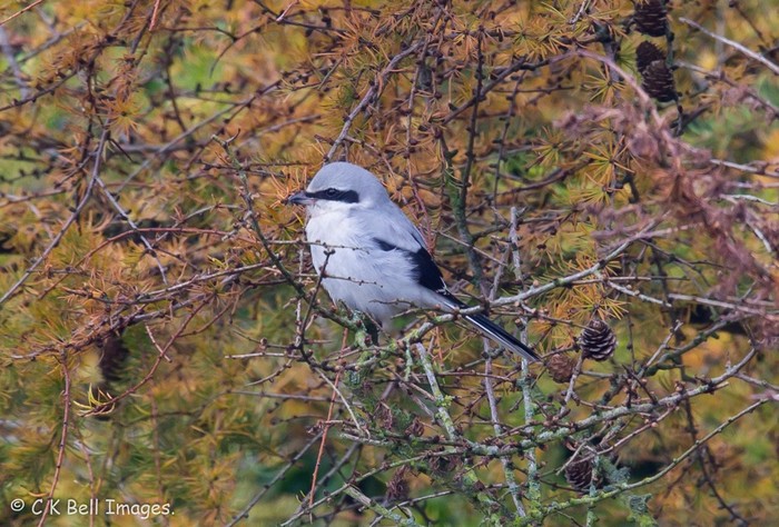 Great Grey Shrike