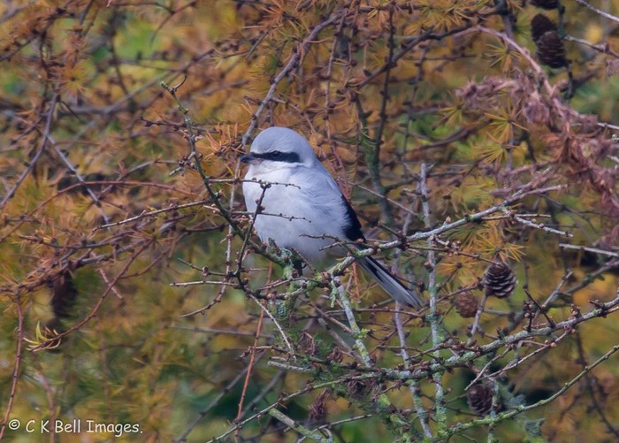 Great Grey Shrike