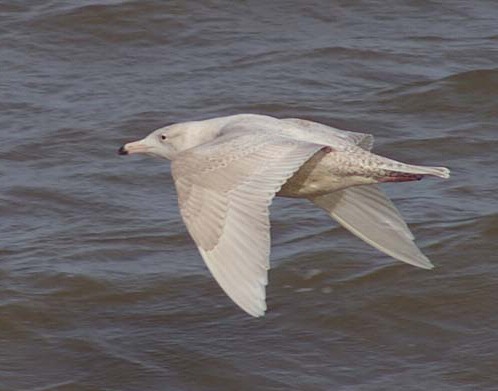 Glaucous Gull