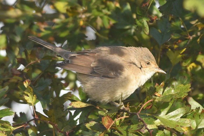 Barred Warbler