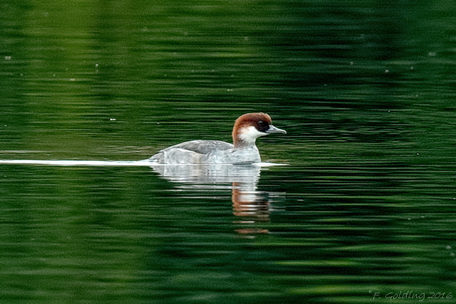 Smew