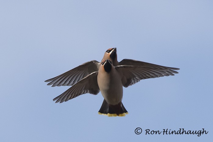 Waxwing