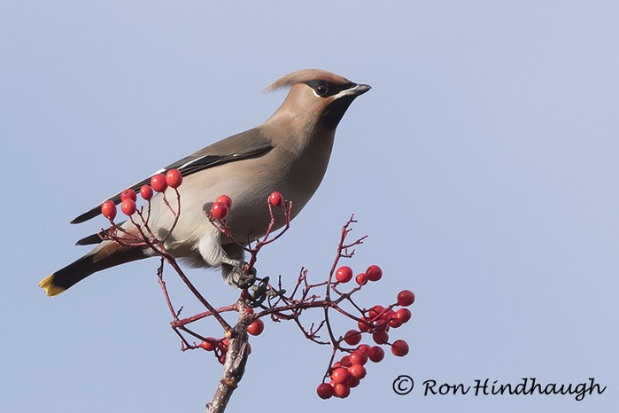 Waxwing