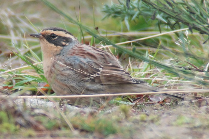 Siberian Accentor