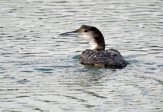 Great Northern Diver