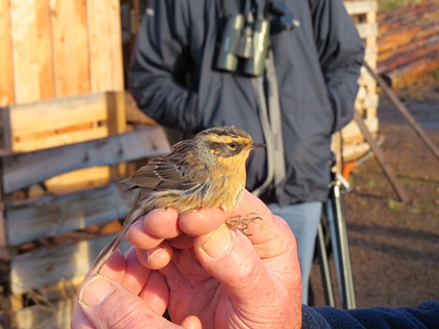 Siberian Accentor