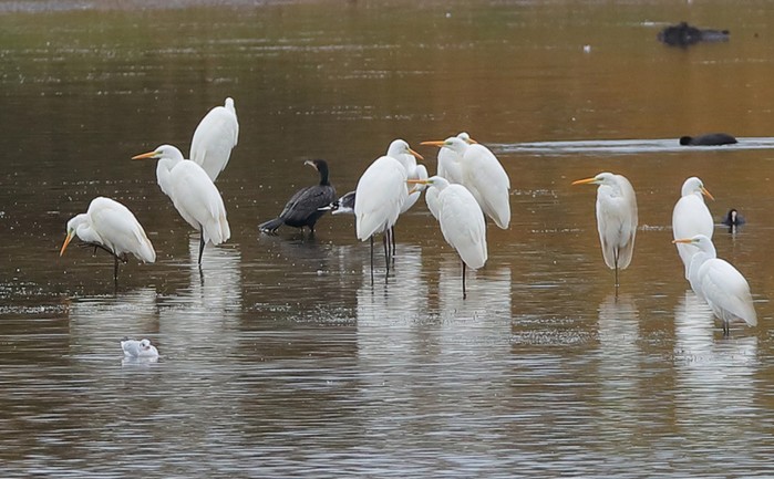 Great White Egret