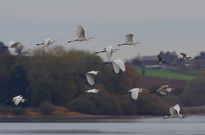 Great White Egret