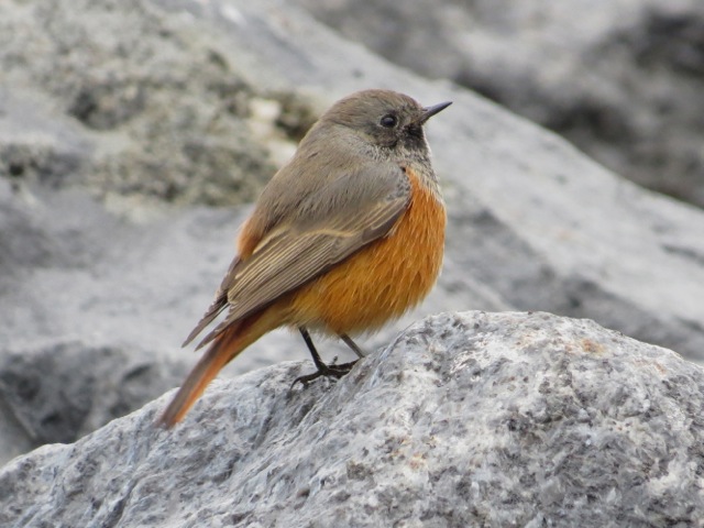 Eastern Black Redstart