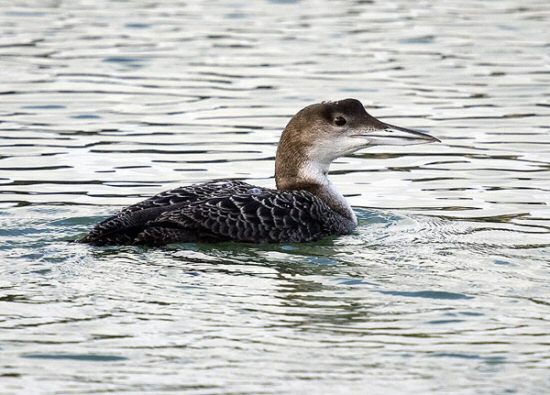 Great Northern Diver
