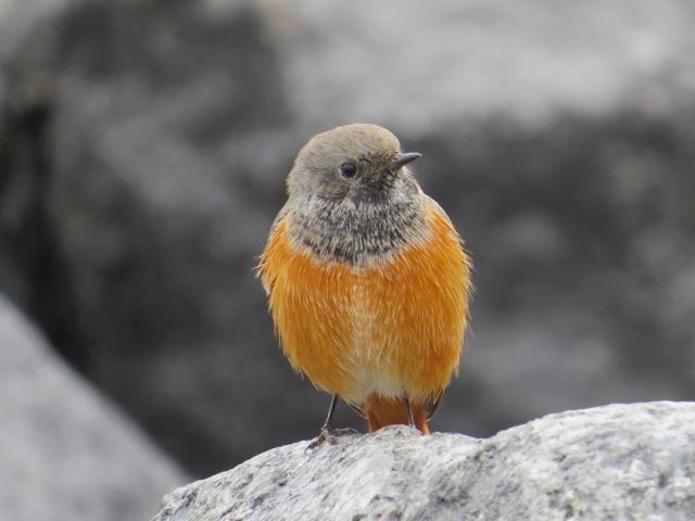 Eastern Black Redstart