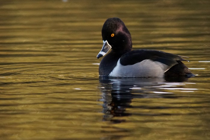 Ring-necked Duck