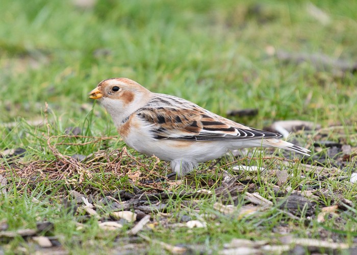 Snow Bunting