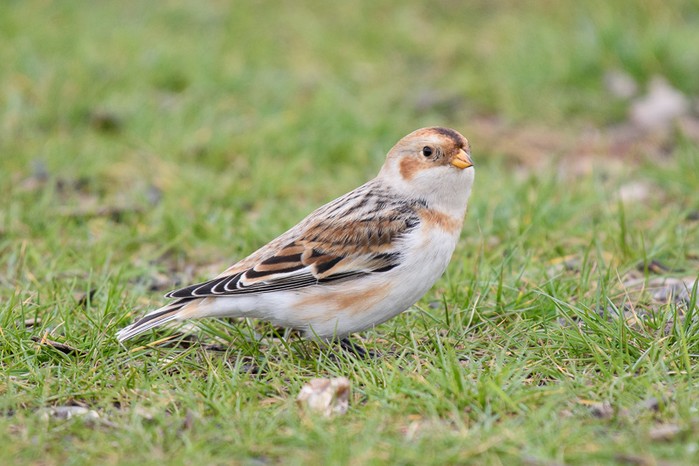 Snow Bunting