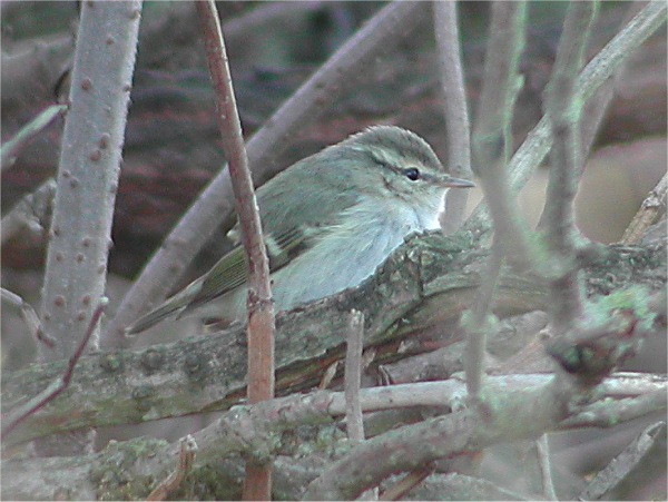 Hume's Yellow-browed Warbler