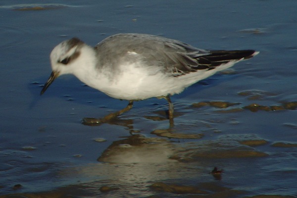Grey Phalarope