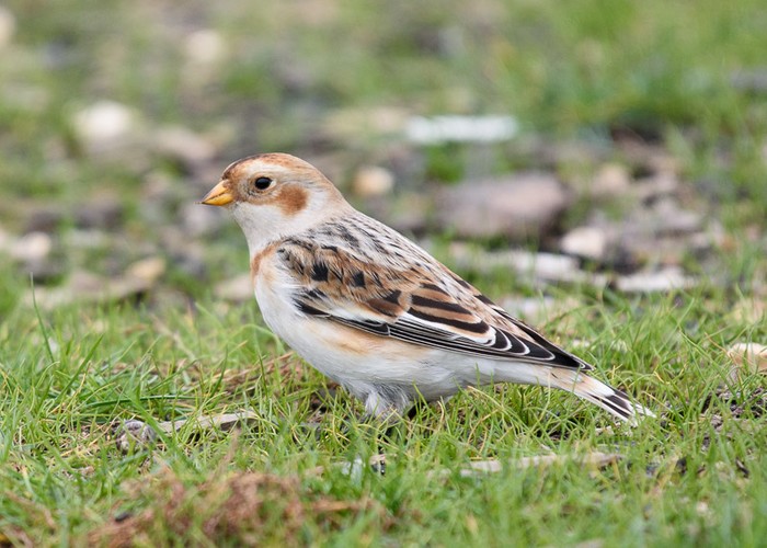 Snow Bunting