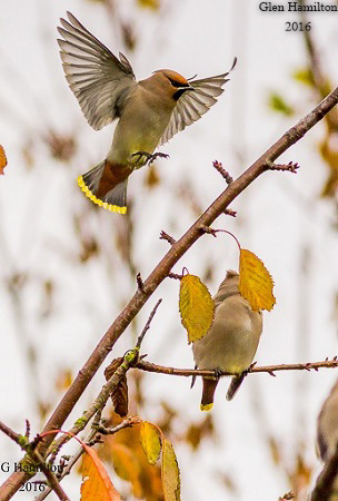 Waxwing