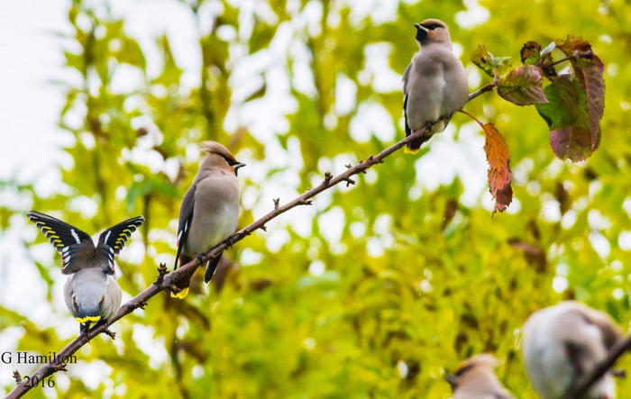 Waxwing