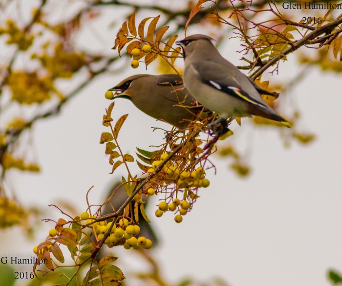 Waxwing