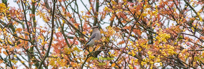 Waxwing