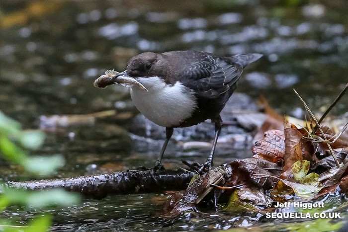 Black-bellied Dipper