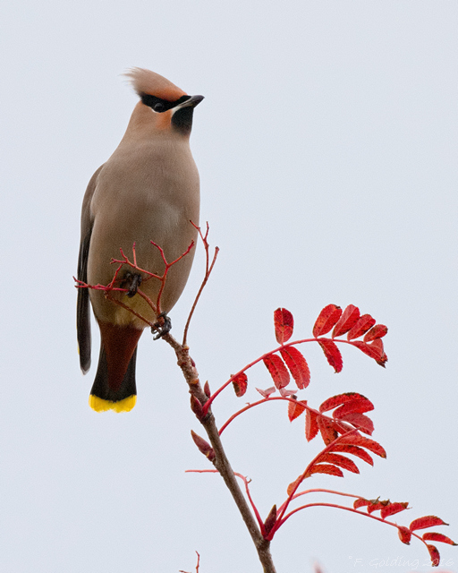Waxwing