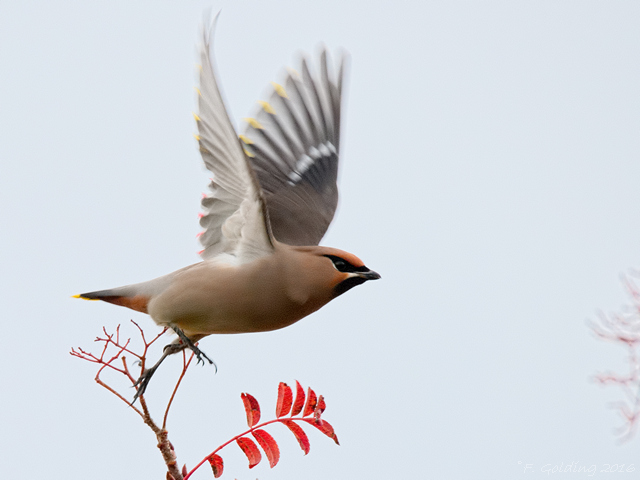 Waxwing