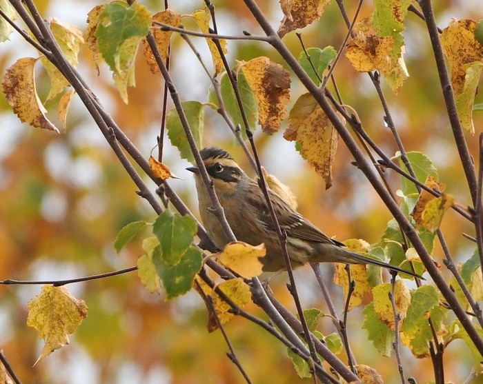 Siberian Accentor