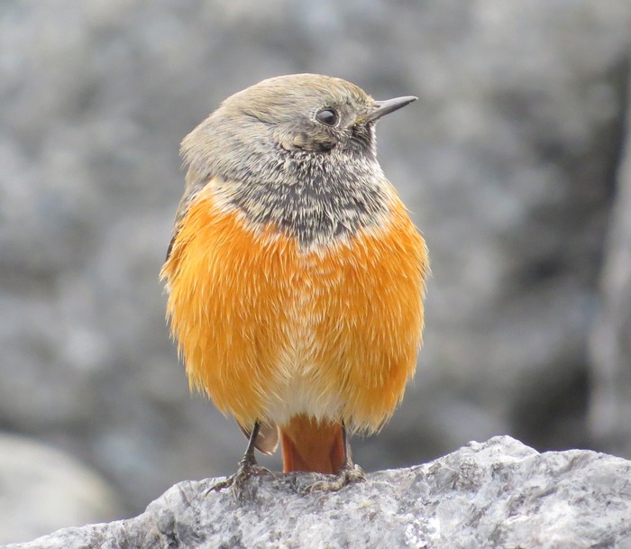Eastern Black Redstart
