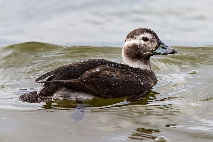 Long-tailed Duck