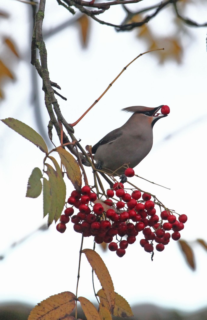 Waxwing