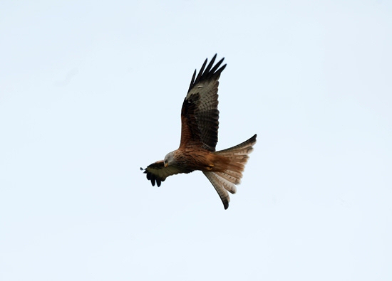 Red Kite