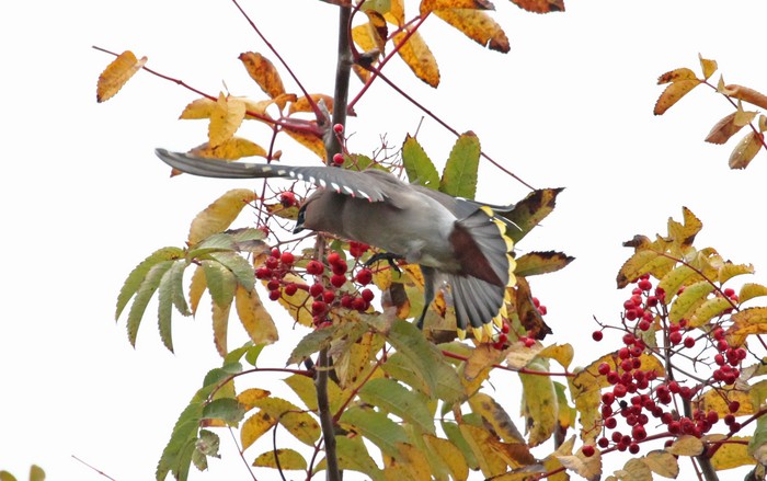 Waxwing