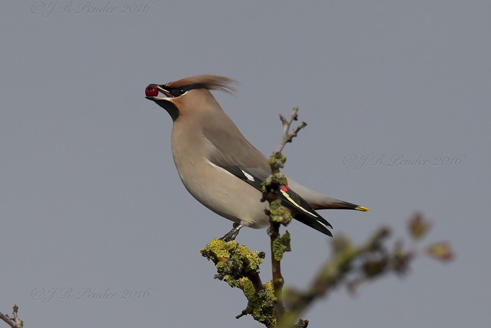 Waxwing