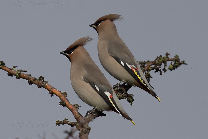 Waxwing