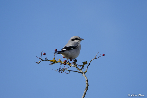 Great Grey Shrike