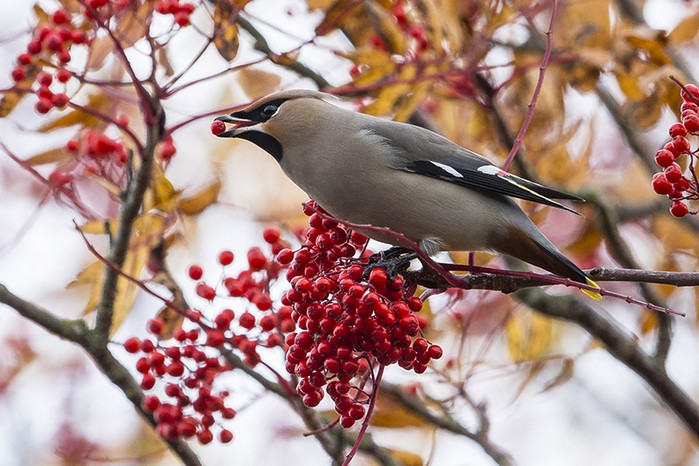 Waxwing