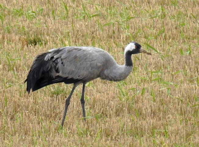Common Crane