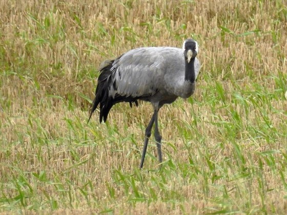 Common Crane