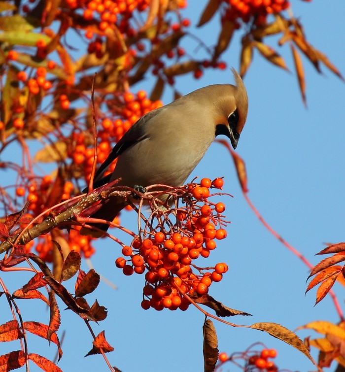 Waxwing